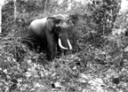 Elephant in Jungle